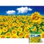 Bộ xếp hình 2000 mảnh Sunflower Field 3 Puzzle Life PL2119