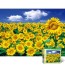 Bộ xếp hình 500 mảnh Sunflower Field 3 Puzzle Life PL868