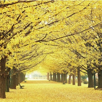 Bộ xếp hình 1000 miếng Ginkgo Tree Road Puzzle Life PL1332