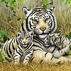 1000 Mảnh ghép Happy White Tiger Family Puzzle Life PL1288