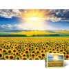 1000 Mảnh Ghép Sunflower Field 5 Puzzle Life PL1405