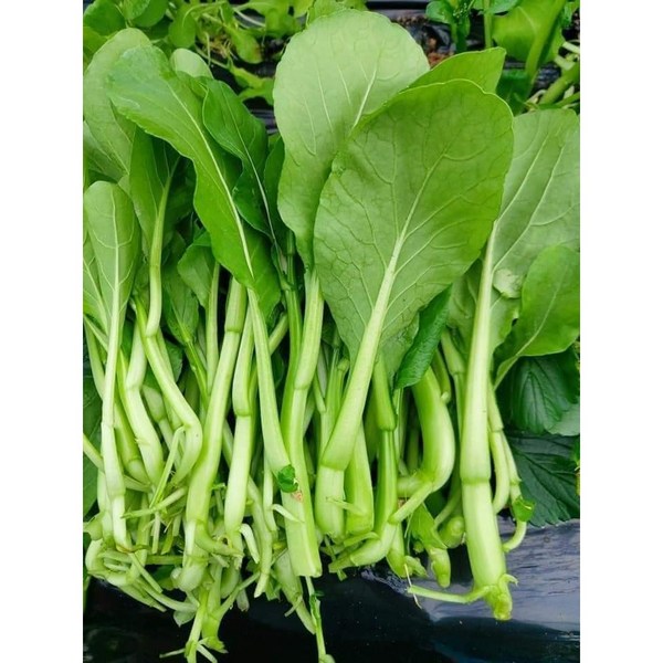 Cải ngồng 1kg