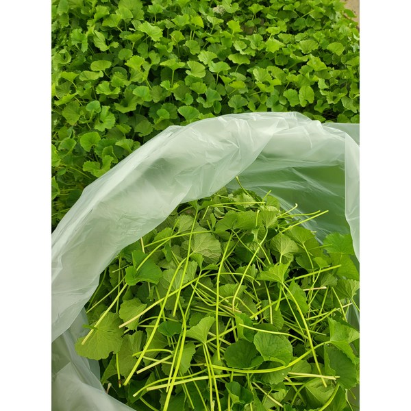 Centella asiatica/rau ma 100g/Asian Farm Sohee Song