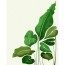 [Nghệ thuật hài hòa] Bộ tranh sơn dầu DIY vẽ tranh sơn dầu 40x50 Monstera