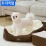 Choco Pet House Dog Cushion Royal Square Cushion 2.0 Premium (Nâu)