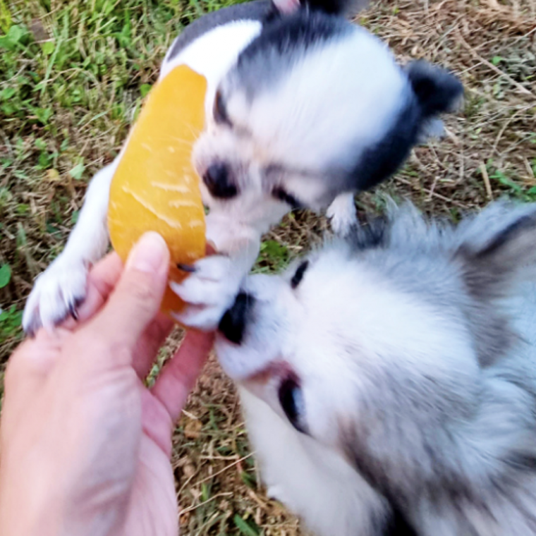 Snack khoai lang khô cho chó, khoai lang nguyên củ 1kg