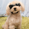 Kính râm cho chó cỡ nhỏ Kính râm cho chó Kính Doggles