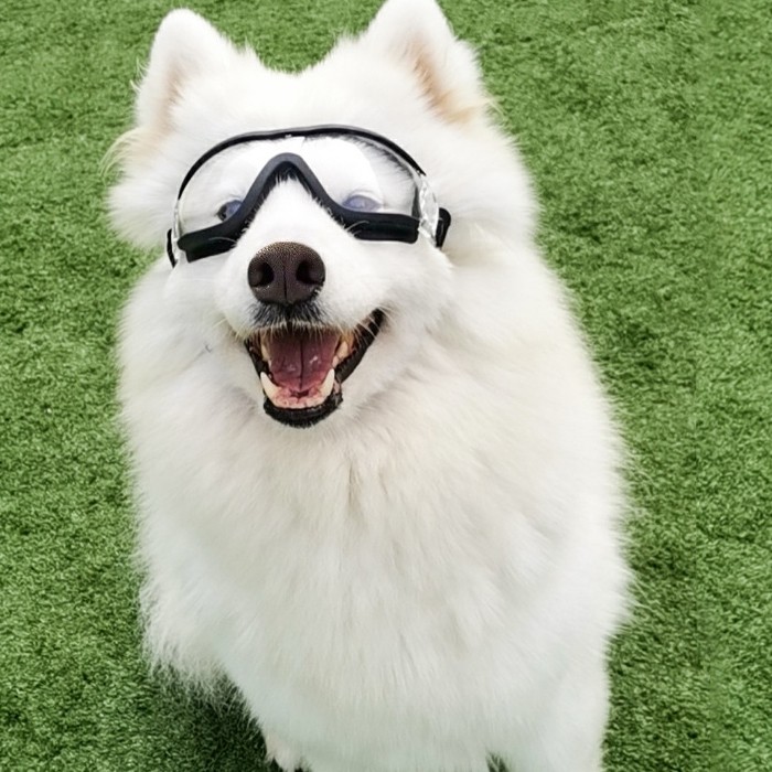 Kính râm cho chó cỡ lớn Kính râm cho chó Kính Doggles