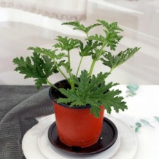 Cây giống cỏ muỗi tai - Cây đồng hành cỏ muỗi Pelargonium