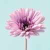 Hoa giả Gerbera nở (tím nhạt)