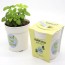 Trồng cây cảnh trong chậu Florist Series Lemon Balm