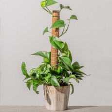 Giá đỡ cây trồng làm vườn Monstera Coconut Bong Sutaebong 60cm M11067