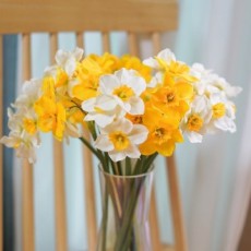 Magic Clean Daffodil nhân tạo trắng 6P