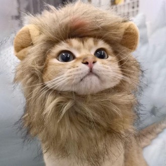 Mèo Lion Head Hat Trang phục Hình ảnh Con chó